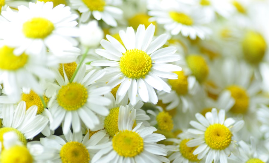 Les anti-stress naturels pour combattre l’anxiété 3 Camomille, plante contre l'anxiété